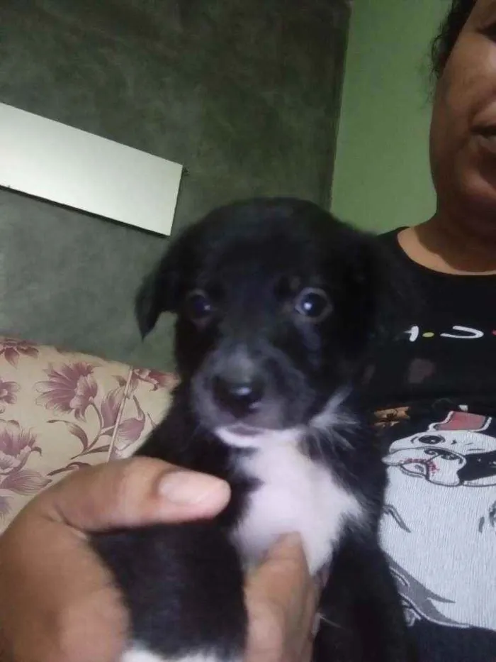 Cachorro ra a Sem raça definida idade Abaixo de 2 meses nome Sem nome