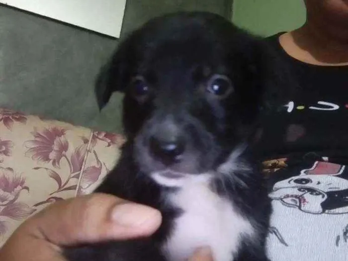Cachorro ra a Sem raça definida idade Abaixo de 2 meses nome Sem nome