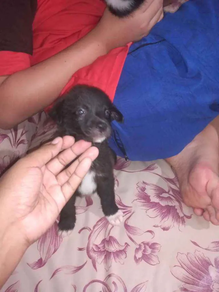 Cachorro ra a Sem raça definida idade Abaixo de 2 meses nome Sem nome