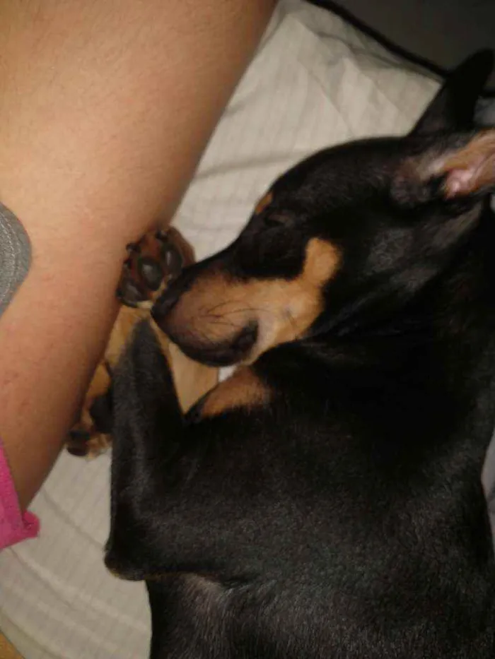 Cachorro ra a Vira lata + Pincher idade 7 a 11 meses nome Sophia, Maria e João