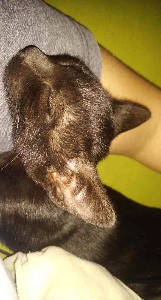 Gato raça Sem raça definida  idade 2 a 6 meses nome Astrid e Athena
