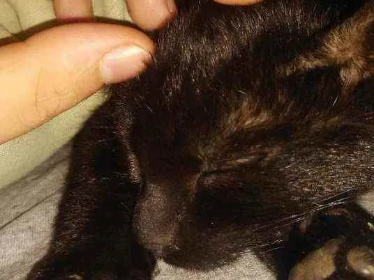 Gato raça Sem raça definida  idade 2 a 6 meses nome Astrid e Athena
