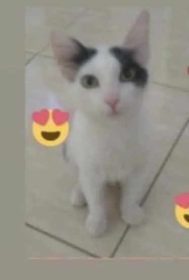 Gato ra a SRD idade 2 a 6 meses nome Júlia 