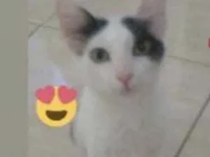 Gato raça SRD idade 2 a 6 meses nome Júlia 