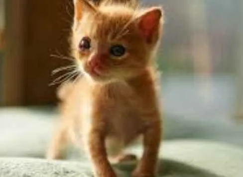 Gato ra a SRD  idade Abaixo de 2 meses nome Sem nome