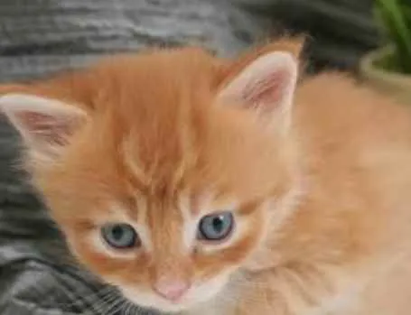 Gato ra a SRD  idade Abaixo de 2 meses nome Sem nome