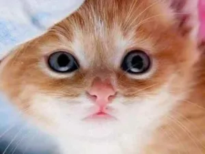 Gato raça SRD  idade Abaixo de 2 meses nome Sem nome