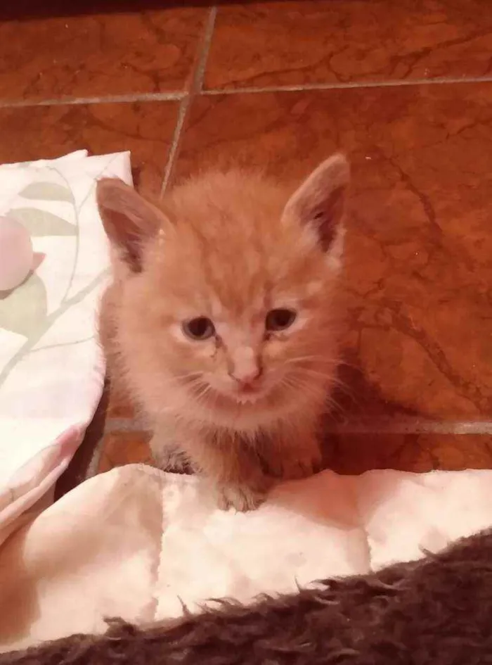 Gato ra a SRD  idade Abaixo de 2 meses nome Sem nome