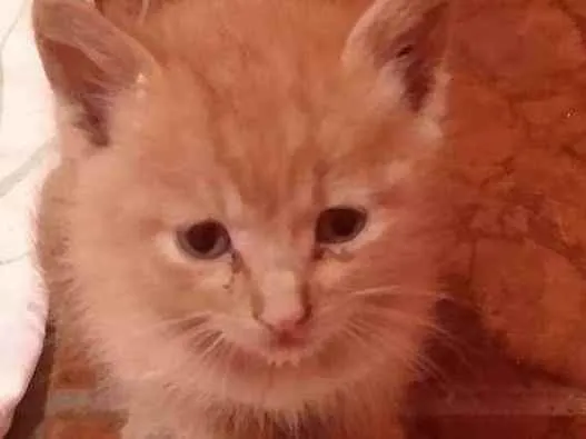 Gato ra a SRD  idade Abaixo de 2 meses nome Sem nome