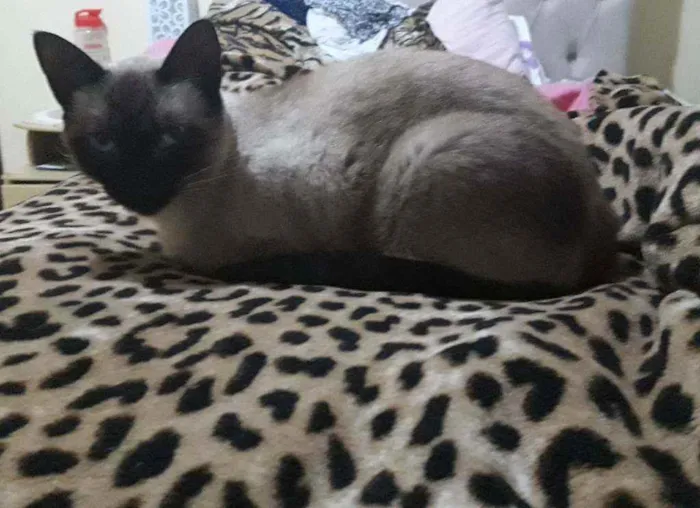 Gato ra a SRD idade 3 anos nome Luna