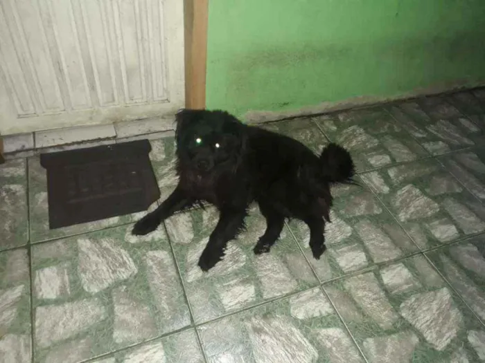 Cachorro ra a Shaw Shaw misturado com vira l idade 6 ou mais anos nome Doki