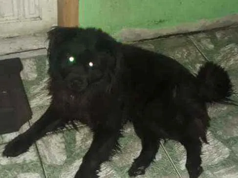 Cachorro ra a Shaw Shaw misturado com vira l idade 6 ou mais anos nome Doki