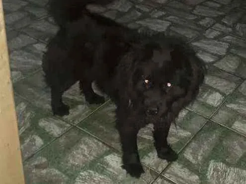 Cachorro ra a Shaw Shaw misturado com vira l idade 6 ou mais anos nome Doki