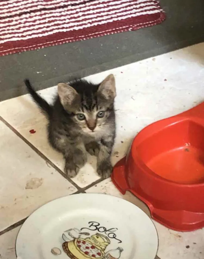 Gato ra a Srd idade 7 a 11 meses nome Charlotte e os bebês