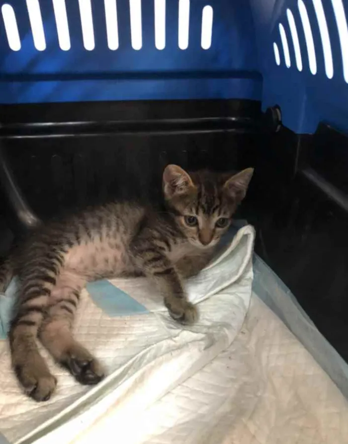 Gato ra a Srd idade 7 a 11 meses nome Charlotte e os bebês