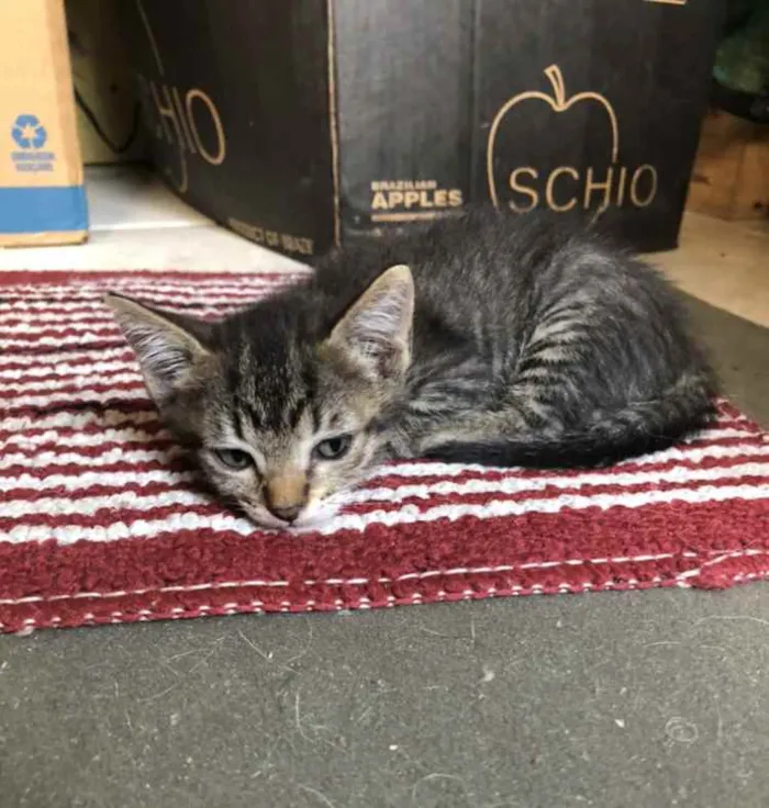 Gato ra a Srd idade 7 a 11 meses nome Charlotte e os bebês
