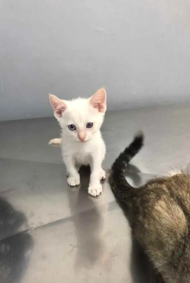 Gato ra a Srd idade 7 a 11 meses nome Charlotte e os bebês