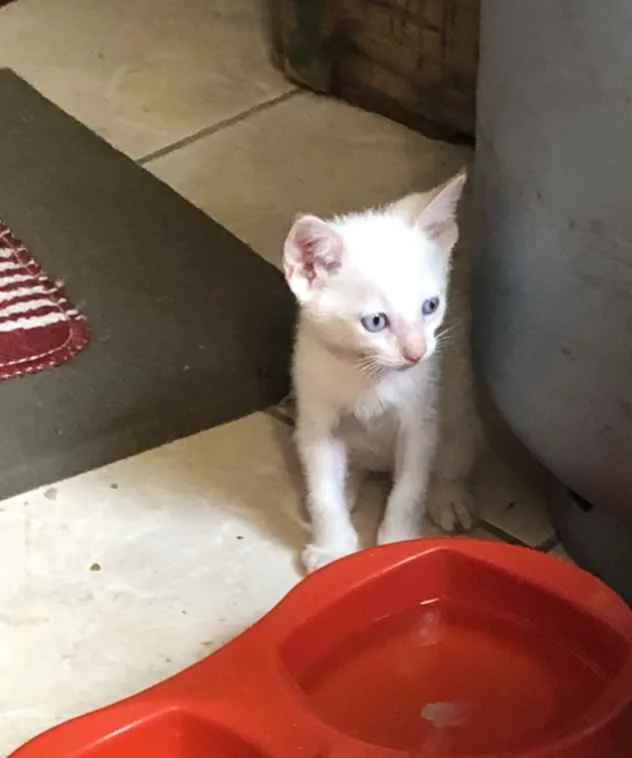 Gato ra a Srd idade 7 a 11 meses nome Charlotte e os bebês