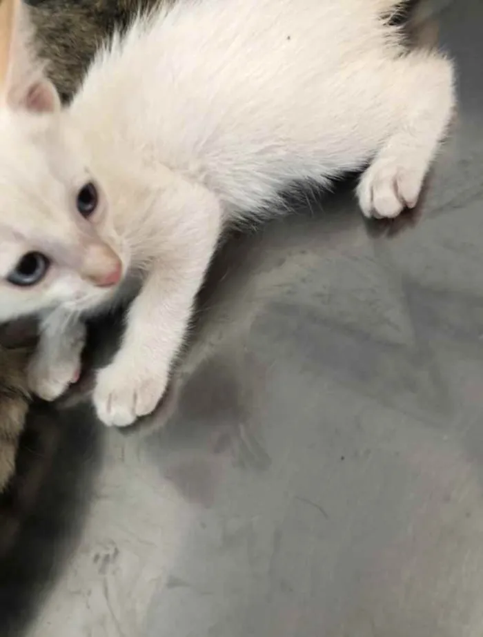 Gato ra a Srd idade 7 a 11 meses nome Charlotte e os bebês