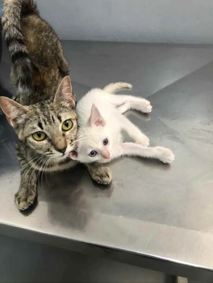 Gato ra a Srd idade 7 a 11 meses nome Charlotte e os bebês
