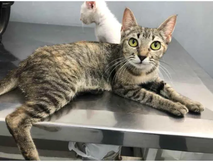 Gato ra a Srd idade 7 a 11 meses nome Charlotte e os bebês
