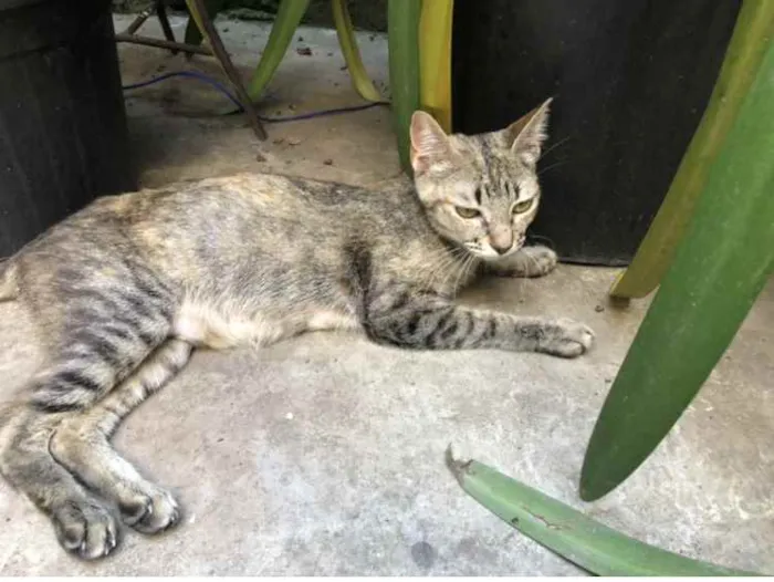Gato ra a Srd idade 7 a 11 meses nome Charlotte e os bebês