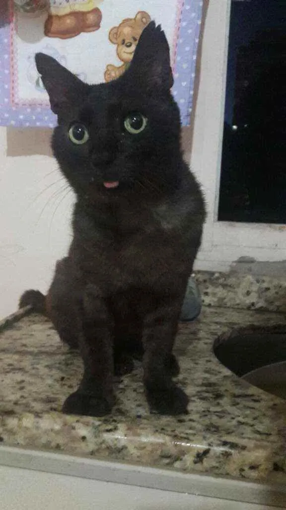 Gato ra a Vira-lata idade 6 ou mais anos nome Ticho