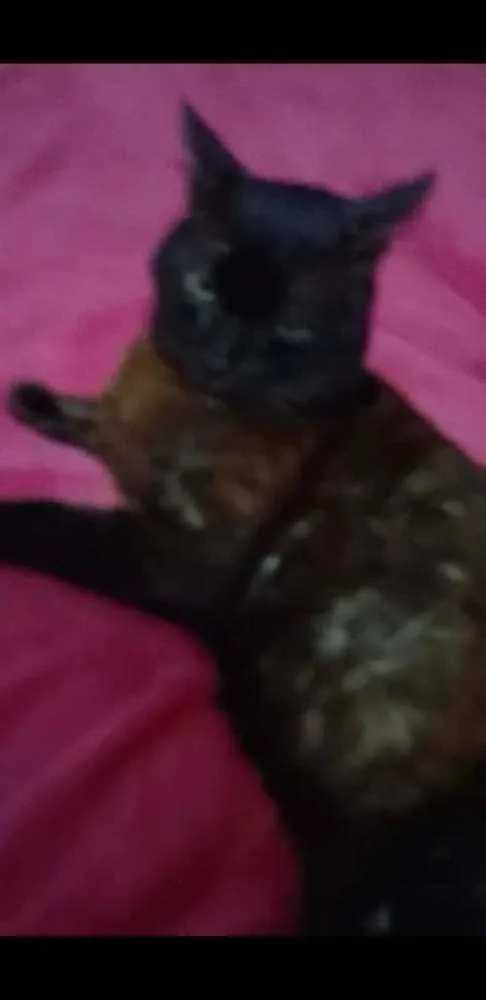 Gato ra a Vira-lata idade 6 ou mais anos nome Ticho