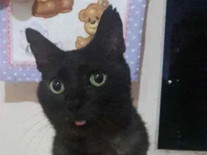 Gato raça Vira-lata idade 6 ou mais anos nome Ticho