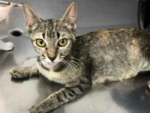 Gato raça Srd idade 7 a 11 meses nome Charlotte e os bebês