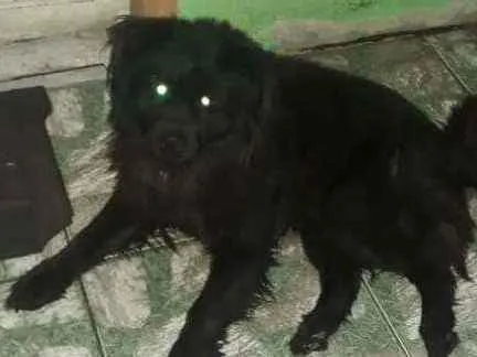 Cachorro ra a Shaw Shaw misturado com vira l idade 6 ou mais anos nome Doki