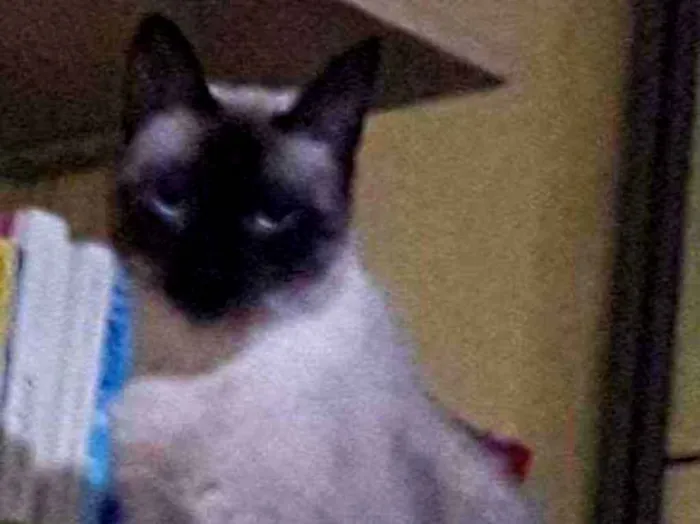 Gato ra a SRD idade 3 anos nome Luna