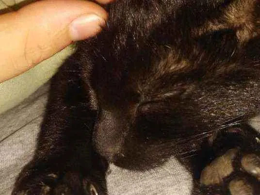 Gato raça Sem raça definida  idade 2 a 6 meses nome Astrid e Athena