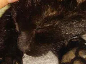 Gato raça Sem raça definida  idade 2 a 6 meses nome Astrid e Athena