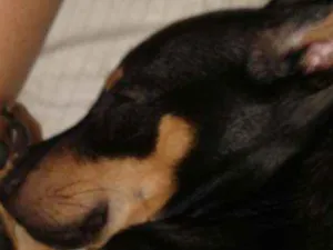 Cachorro raça Vira lata + Pincher idade 7 a 11 meses nome Sophia, Maria e João