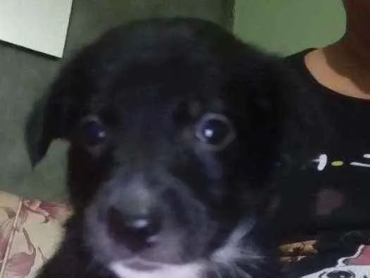 Cachorro ra a Sem raça definida idade Abaixo de 2 meses nome Sem nome
