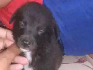 Cachorro raça Sem raça definida idade Abaixo de 2 meses nome Sem nome