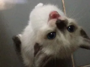 Gato raça (Sem raça) idade Abaixo de 2 meses nome (Sem nome)