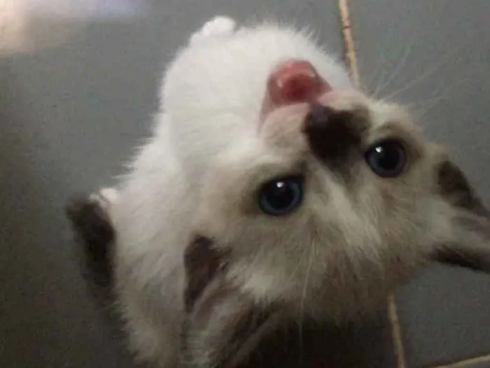 Gato ra a (Sem raça) idade Abaixo de 2 meses nome (Sem nome)