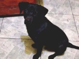 Cachorro raça SRD idade 1 ano nome Ralph