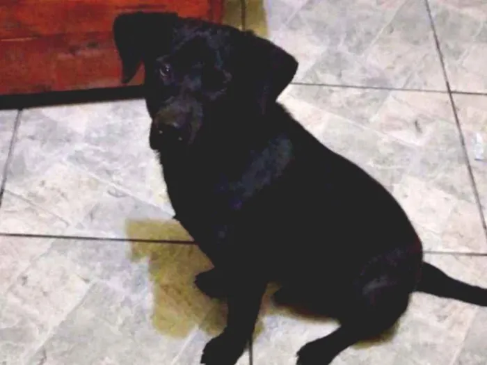 Cachorro ra a SRD idade 1 ano nome Ralph