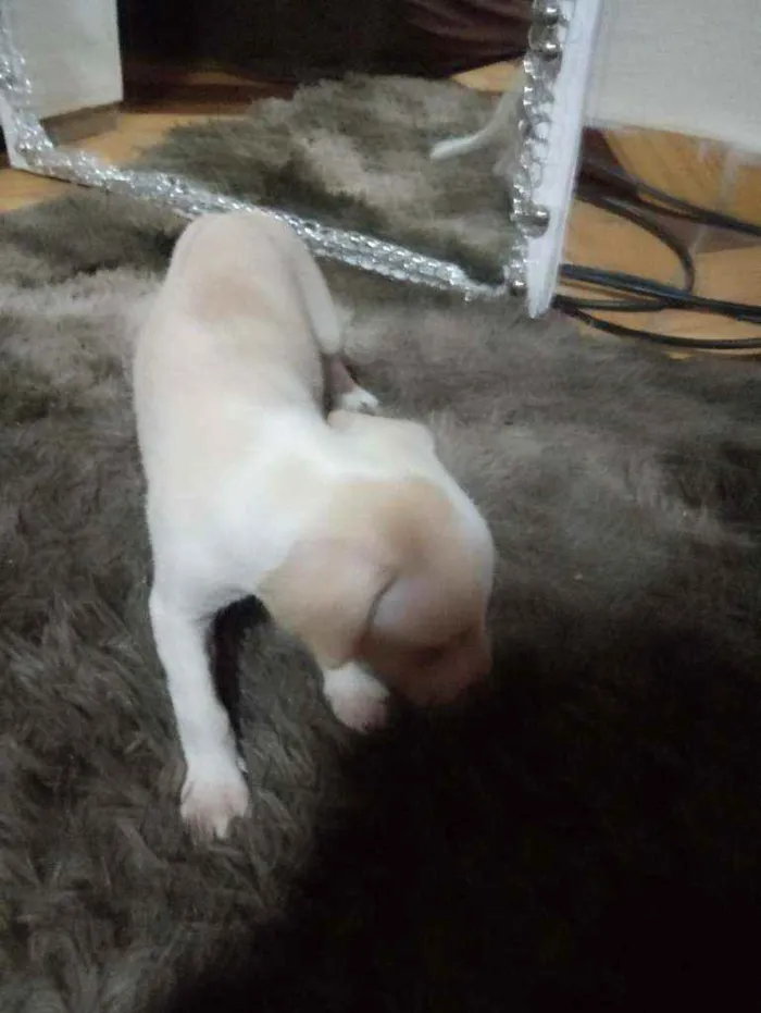 Cachorro ra a Mestiço idade 2 a 6 meses nome Branquinha