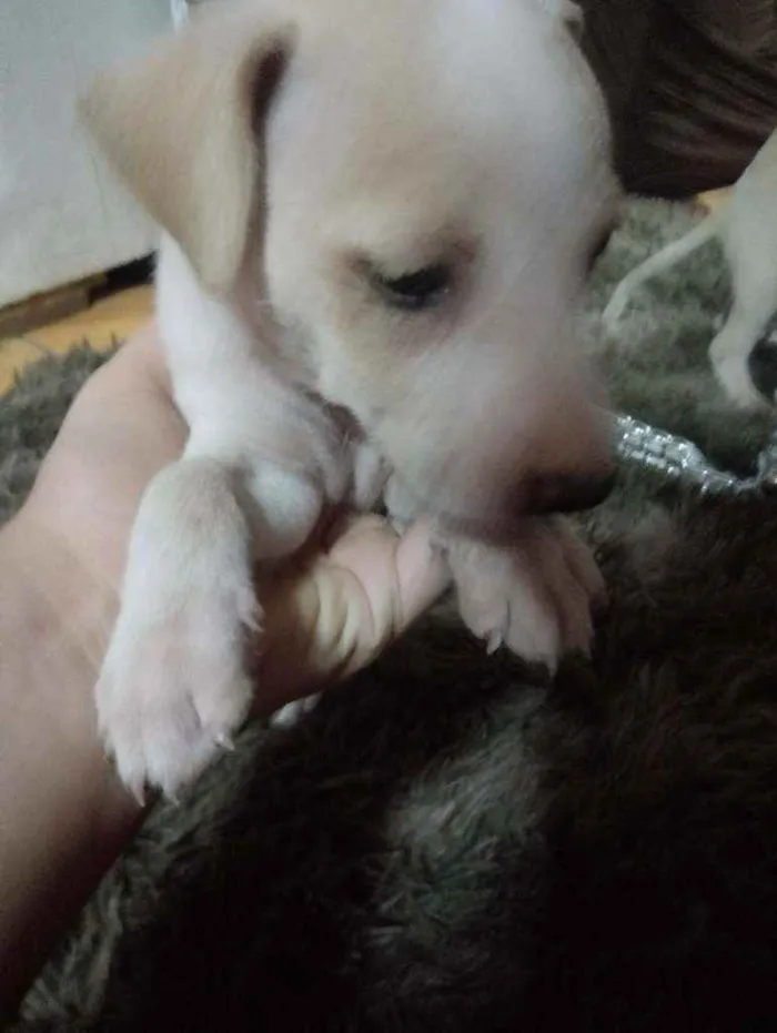 Cachorro ra a Mestiço idade 2 a 6 meses nome Branquinha