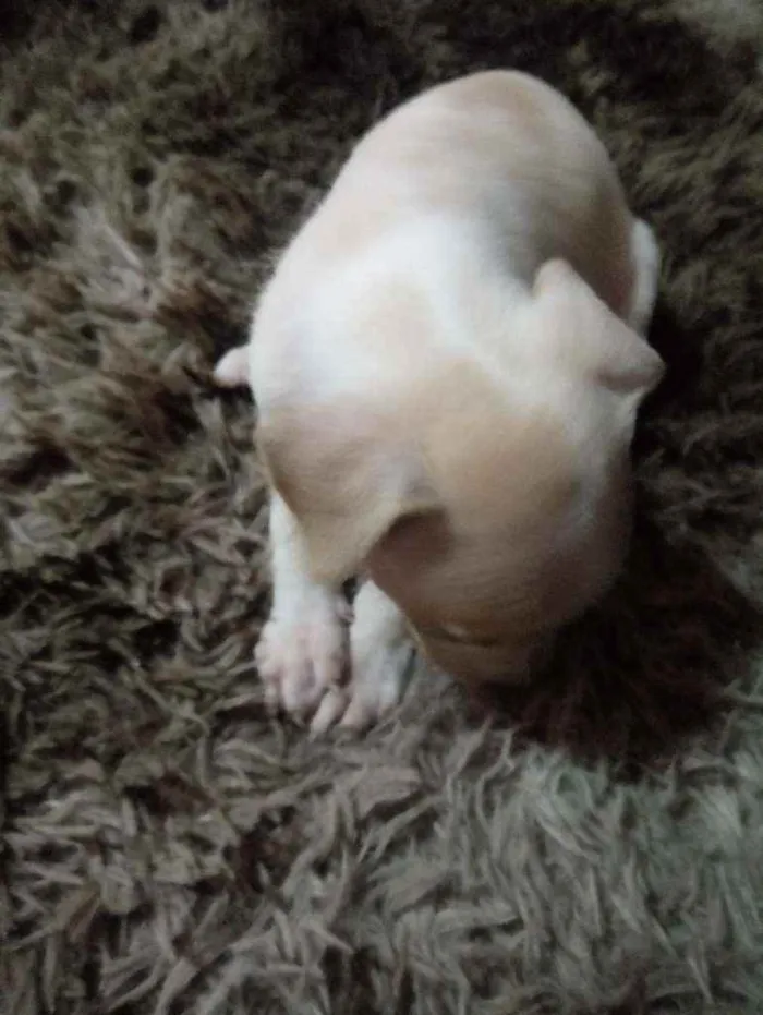 Cachorro ra a Mestiço idade 2 a 6 meses nome Branquinha