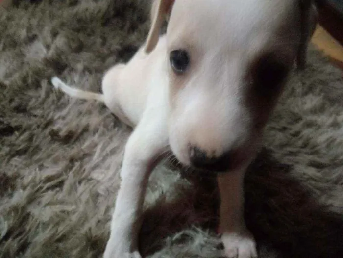 Cachorro ra a Mestiço idade 2 a 6 meses nome Branquinha