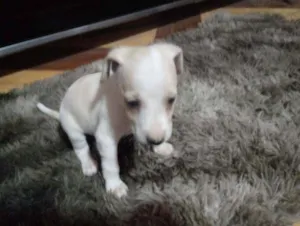 Cachorro raça Mestiço idade 2 a 6 meses nome Branquinha