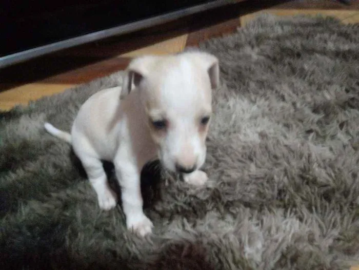 Cachorro ra a Mestiço idade 2 a 6 meses nome Branquinha