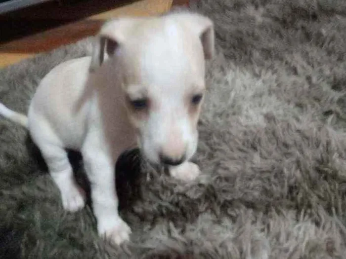 Cachorro ra a Mestiço idade 2 a 6 meses nome Branquinha