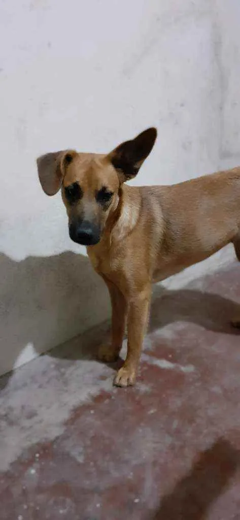 Cachorro raça SRD idade 7 a 11 meses nome Samara