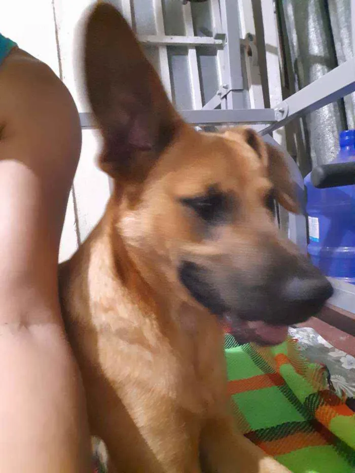 Cachorro raça SRD idade 7 a 11 meses nome Samara